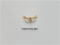 藏品(螟蛾314)的圖片